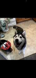 Lost Male Dog last seen Dg market, Jamestown, KY 42642