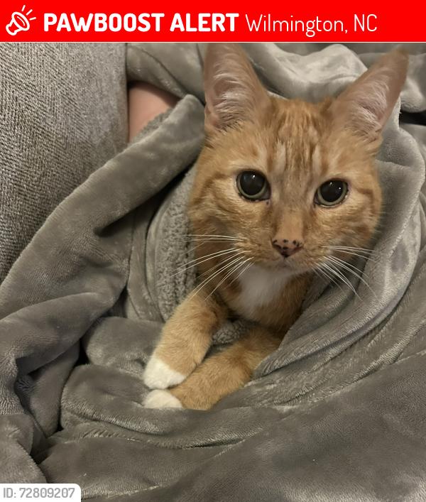 Lost Female Cat last seen Marsh oaks neighborhood , Wilmington, NC 28411