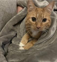 Lost Female Cat last seen Marsh oaks neighborhood , Wilmington, NC 28411