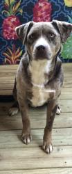 Lost Male Dog last seen North Reynolds St, Perryville, AR 72126