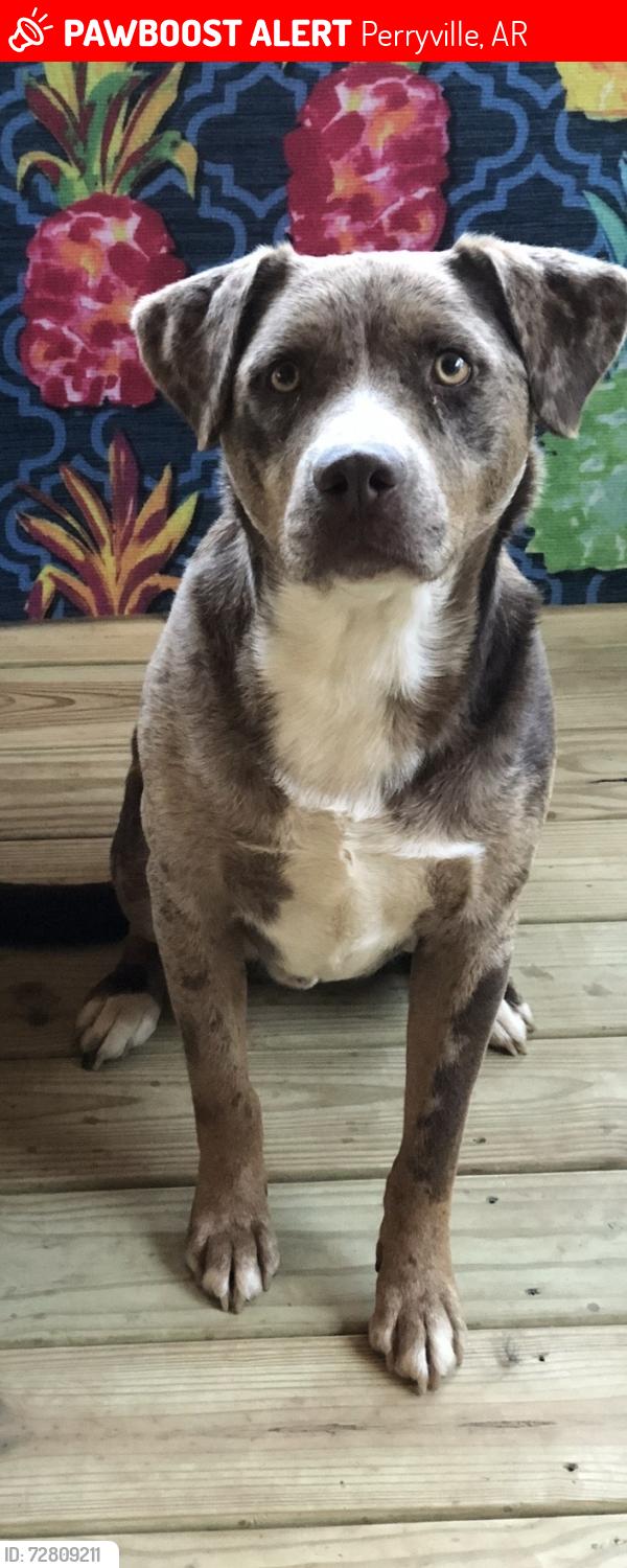 Lost Male Dog last seen North Reynolds St, Perryville, AR 72126