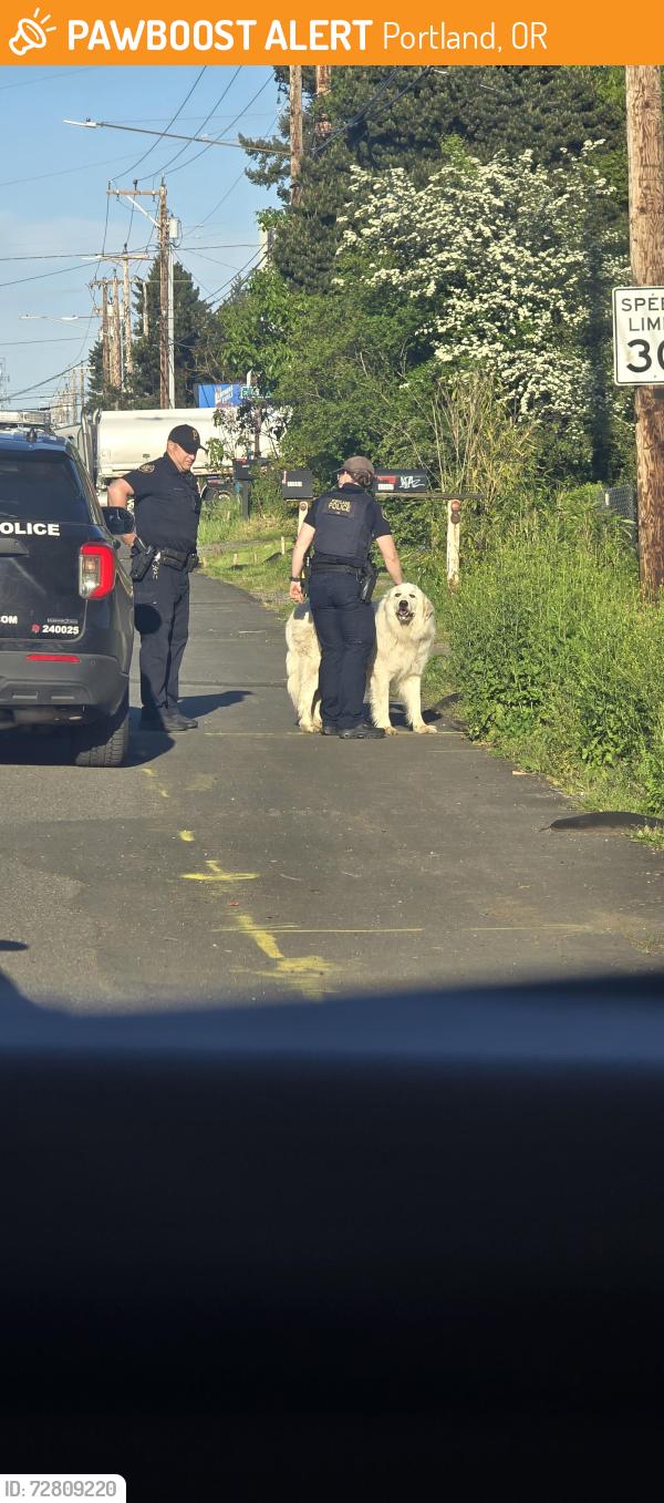Found/Stray Unknown Dog last seen 118th by dispo, Portland, OR 97236