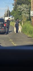 Found/Stray Unknown Dog last seen 118th by dispo, Portland, OR 97236