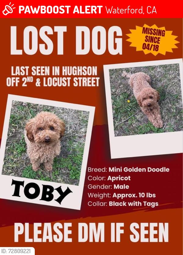 Lost Male Dog last seen Terrace View Lane, Waterford, CA 95323