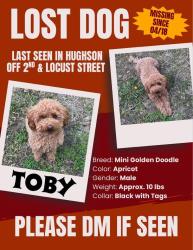 Lost Male Dog last seen Terrace View Lane, Waterford, CA 95323