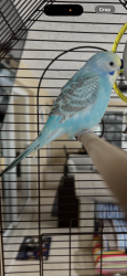 Lost Male Bird last seen Lighthouse point 33rd street, Lighthouse Point, FL 33064