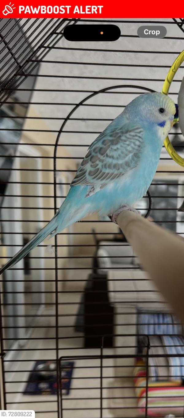 Lost Male Bird last seen Lighthouse point 33rd street, Lighthouse Point, FL 33064