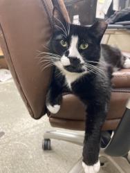Lost Female Cat last seen Chrysalis Inn / Taylor Dock, Bellingham, WA 98225