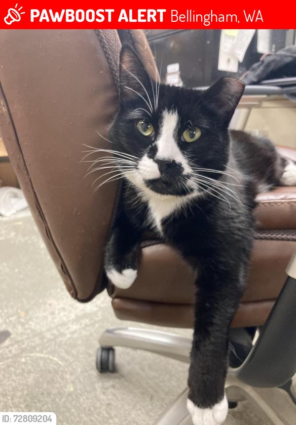 Lost Female Cat last seen Chrysalis Inn / Taylor Dock, Bellingham, WA 98225