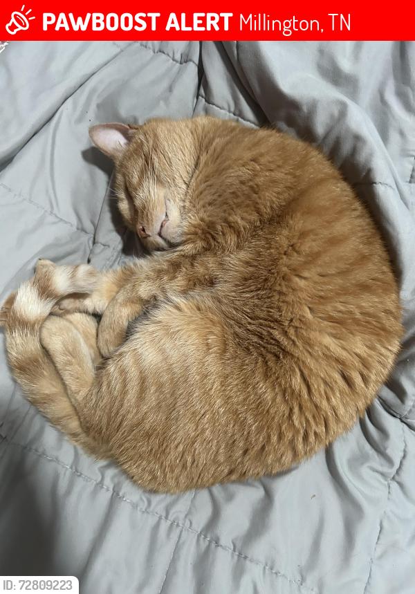Lost Male Cat last seen Carey’s Body Shop, Millington, TN 38053