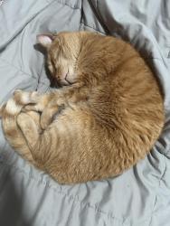 Lost Male Cat last seen Carey’s Body Shop, Millington, TN 38053