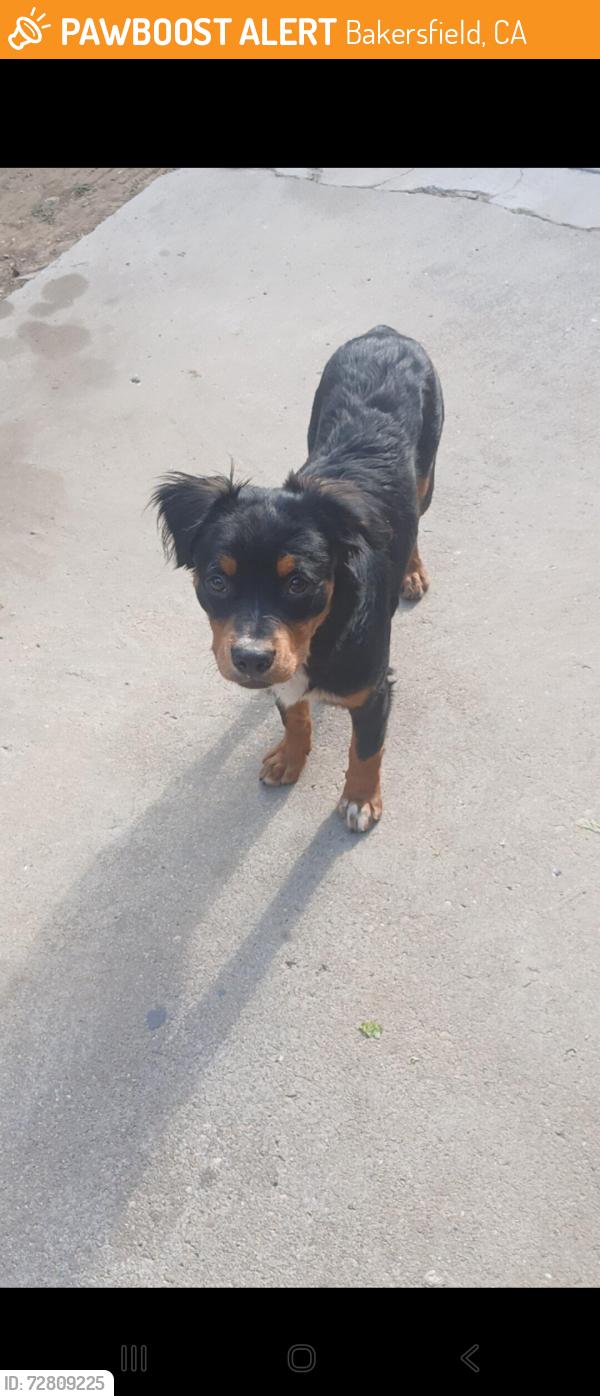 Found/Stray Male Dog last seen Madison and Del Mar, Bakersfield, CA 93307