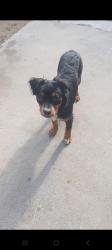 Found/Stray Male Dog last seen Madison and Del Mar, Bakersfield, CA 93307