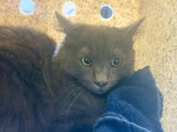 Shelter Stray Female Cat last seen , Los Angeles, CA 90031