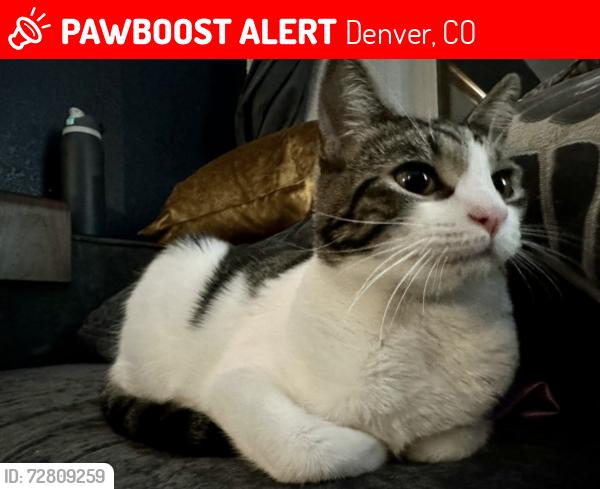 Lost Female Cat last seen 28th and Cherry, Denver, CO 80207