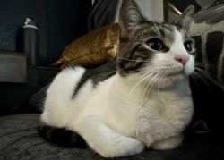 Lost Female Cat last seen 28th and Cherry, Denver, CO 80207