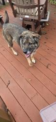 Found/Stray Female Dog last seen 109th  and 305th , Toledo, OH 43611
