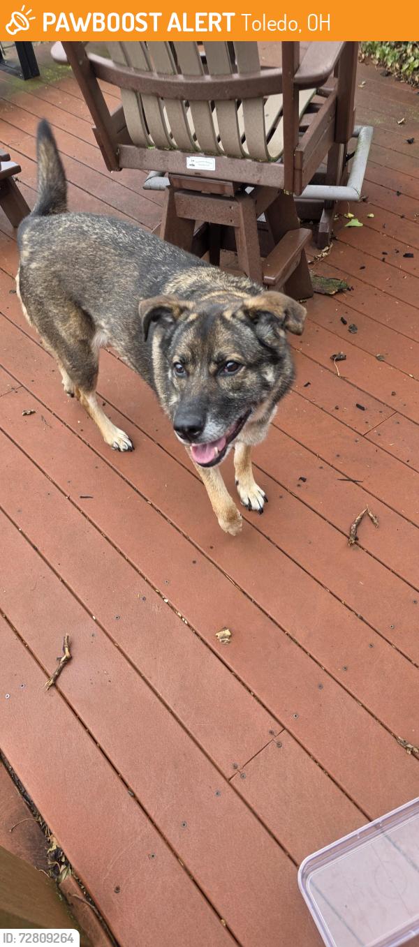 Found/Stray Female Dog last seen 109th  and 305th , Toledo, OH 43611