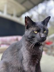 Lost Male Cat last seen Hwy 17a, Dorchester County side of the river, across from Jelicos Tackle Shop, Ridgeville, SC 29472