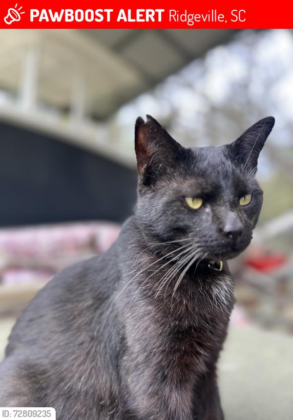 Lost Male Cat last seen Hwy 17a, Dorchester County side of the river, across from Jelicos Tackle Shop, Ridgeville, SC 29472