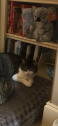Lost Female Cat last seen Ve veterinarian rd, Lafayette, LA 70507