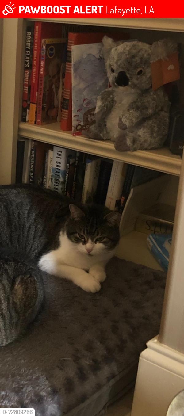 Lost Female Cat last seen Ve veterinarian rd, Lafayette, LA 70507