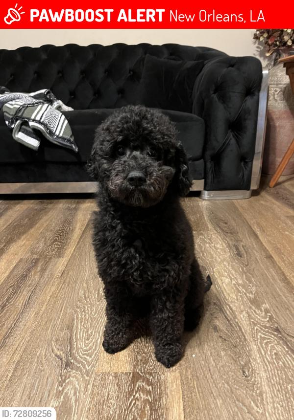 Lost Male Dog last seen Read Blvd. , New Orleans, LA 70127