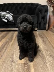Lost Male Dog last seen Read Blvd. , New Orleans, LA 70127