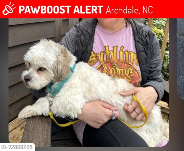 Lost Female Dog last seen Walnut Grove , Archdale, NC 27263