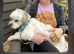 Lost Female Dog last seen Walnut Grove , Archdale, NC 27263