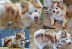 Lost Male Dog last seen FM 1960 & Klemp Rd, Dayton, TX 77535