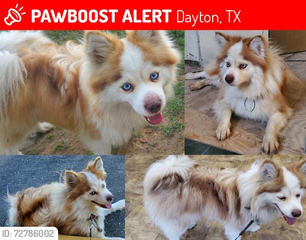 Lost Male Dog last seen FM 1960 & Klemp Rd, Dayton, TX 77535