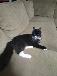 Found/Stray Unknown Cat last seen Oxnard Blvd , Oxnard, CA 93036