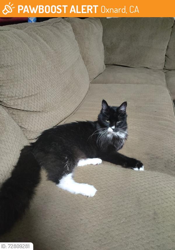 Found/Stray Unknown Cat last seen Oxnard Blvd , Oxnard, CA 93036