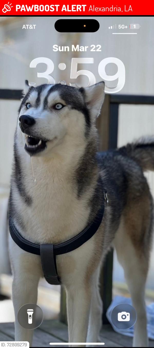 Lost Male Dog last seen marye st, Alexandria, LA 71301