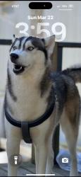 Lost Male Dog last seen marye st, Alexandria, LA 71301
