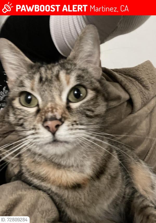 Lost Female Cat last seen Howe Road, Martinez, CA 94553