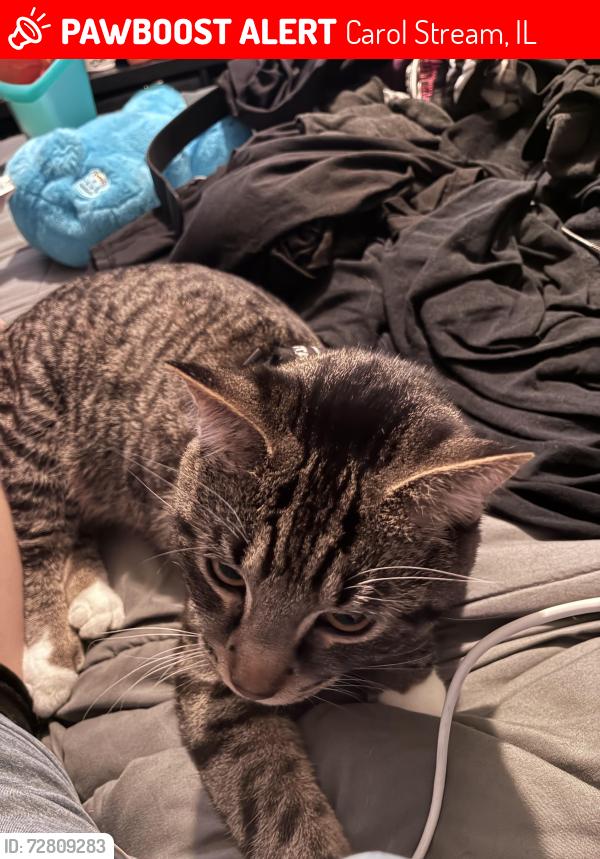 Lost Male Cat last seen Es and thunderbird , Carol Stream, IL 60188