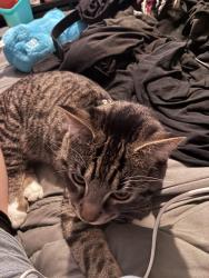 Lost Male Cat last seen Es and thunderbird , Carol Stream, IL 60188