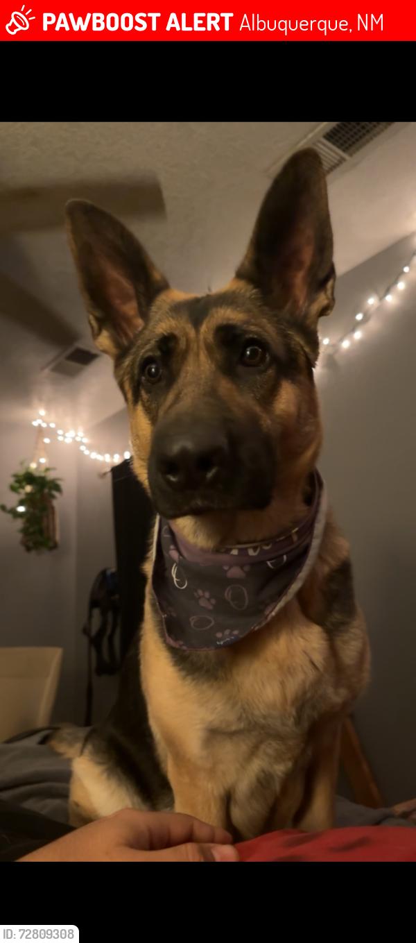 Lost Female Dog last seen Near market st nw , Albuquerque, NM 87120