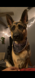 Lost Female Dog last seen Near market st nw , Albuquerque, NM 87120