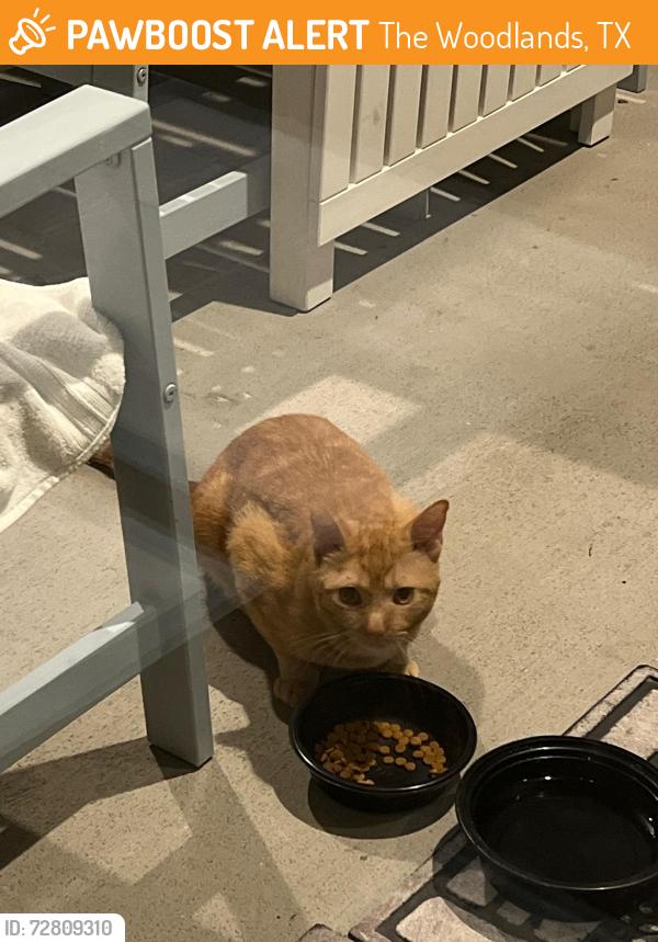 Found/Stray Unknown Cat last seen swivel knot Ct, Creekside area, The Woodlands, TX 77375
