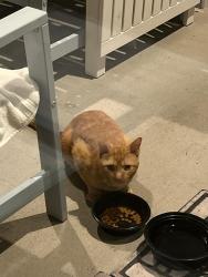 Found/Stray Unknown Cat last seen swivel knot Ct, Creekside area, The Woodlands, TX 77375