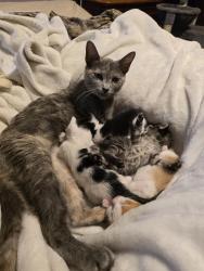 Lost Female Cat last seen At our  on the corner of weeks in south airport., Milton, FL 32583