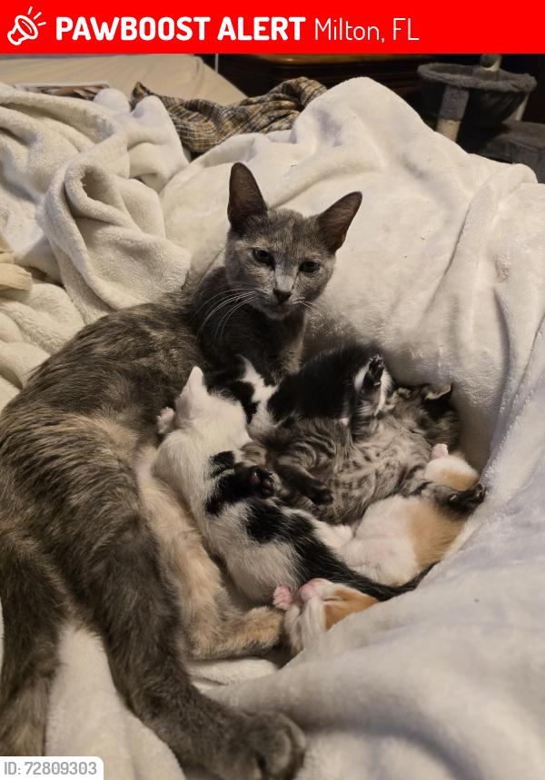 Lost Female Cat last seen At our  on the corner of weeks in south airport., Milton, FL 32583