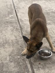Found/Stray Male Dog last seen East Bonds Ranch , Haslet, TX 76052