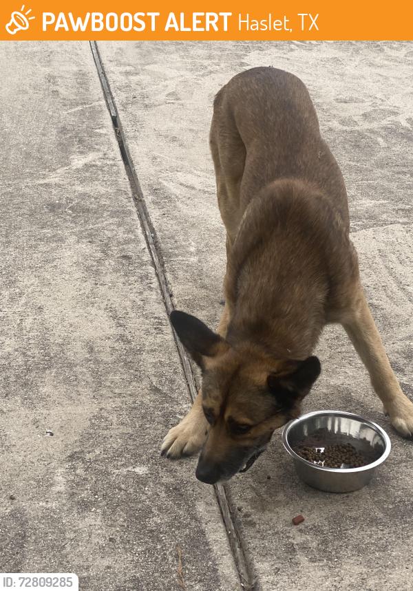 Found/Stray Male Dog last seen East Bonds Ranch , Haslet, TX 76052