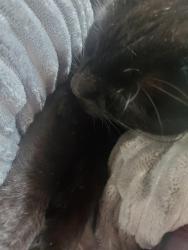 Found/Stray Female Cat last seen Paulding High School...Stonemont Court Douglasville, Paulding County, GA 30134