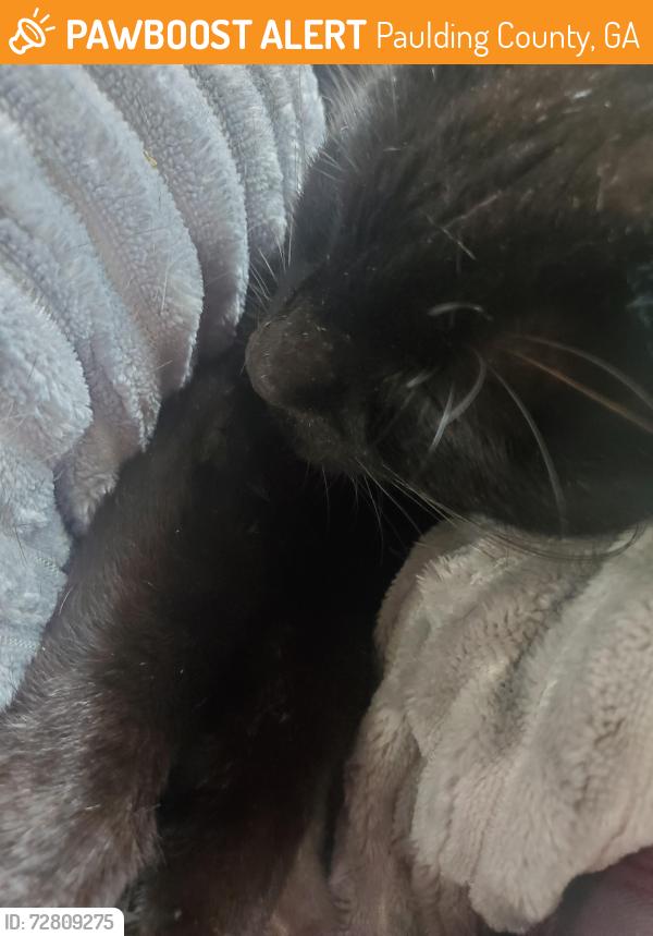 Found/Stray Female Cat last seen Paulding High School...Stonemont Court Douglasville, Paulding County, GA 30134