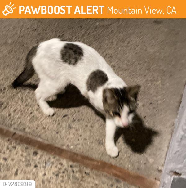 Found/Stray Male Cat last seen Del Medio Ave & Del Medio Court, Mountain View, CA 94040